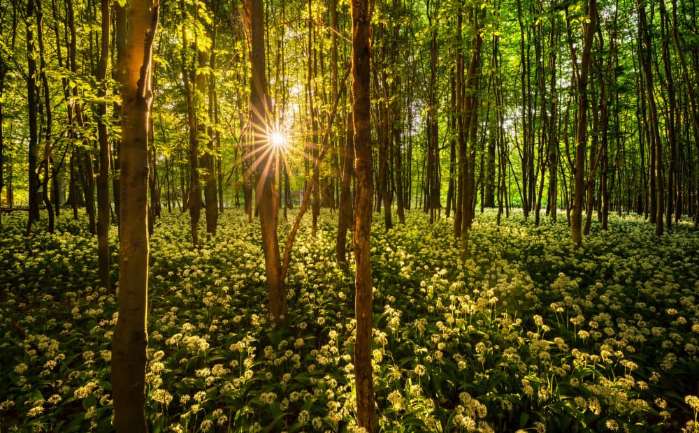 Sunlit Wild Garlic Forest by Keller — canvas wall art
