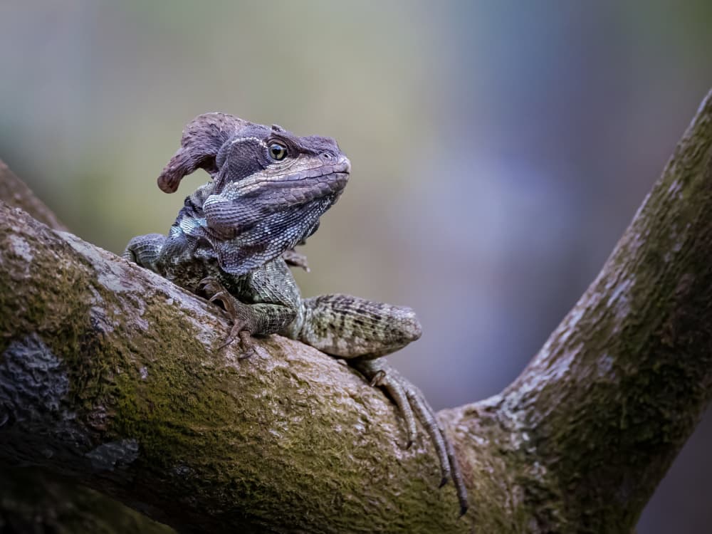 Crested Lizard Portrait by Xiaohong Zhang — canvas wall art