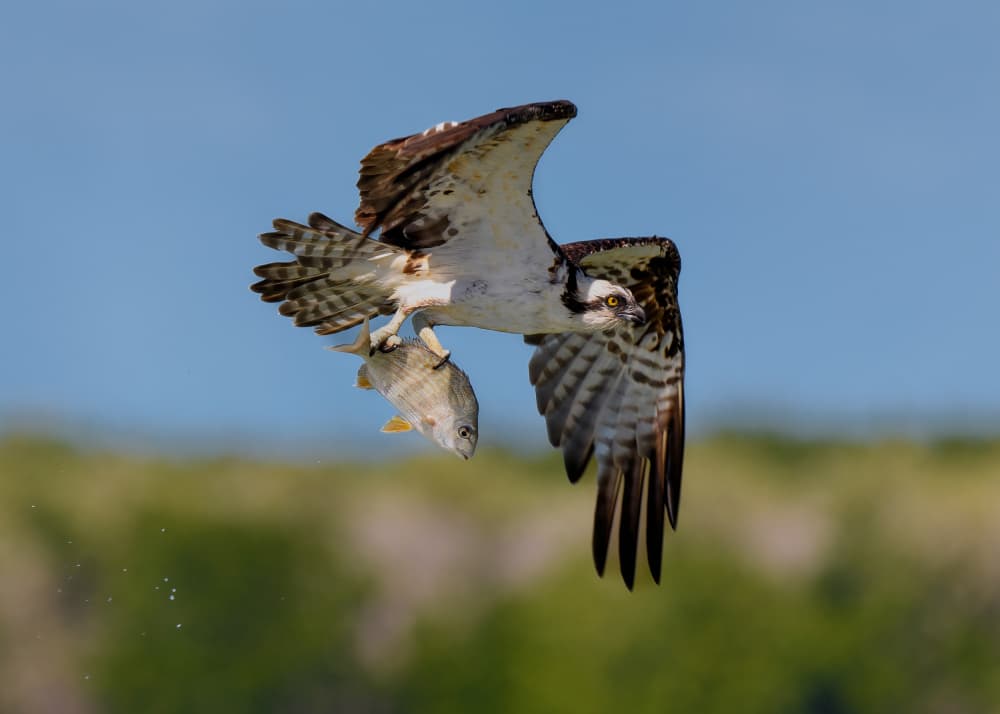 Osprey's Fish Catch by Li Chen — canvas wall art