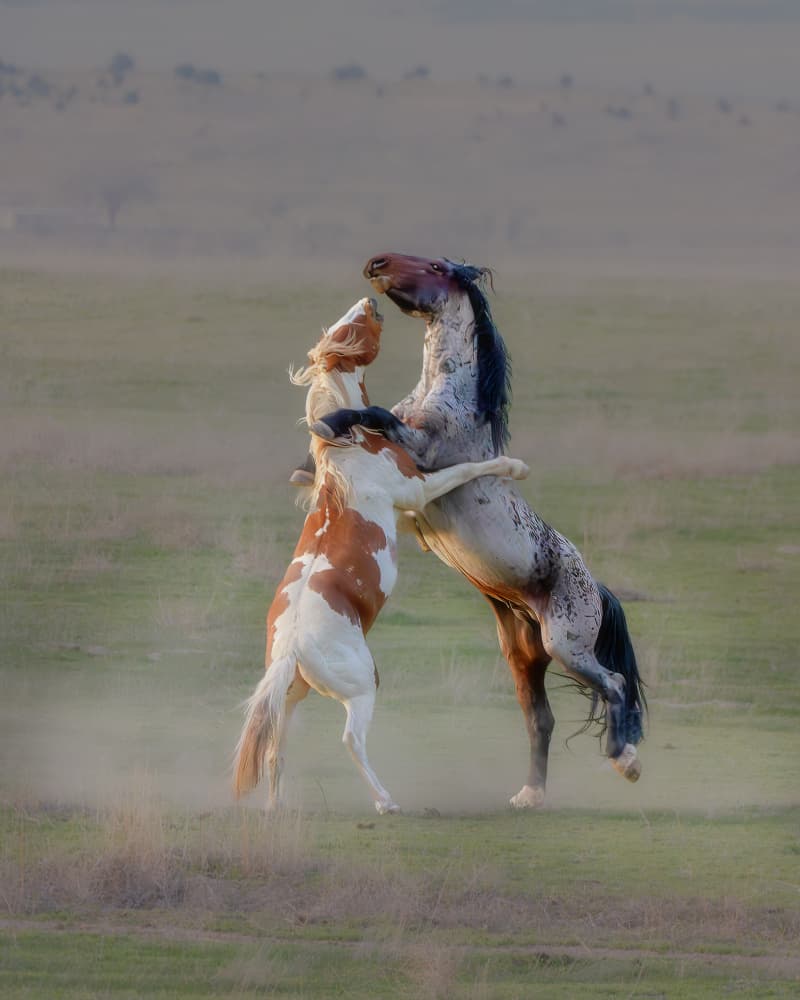 Wild Stallions Battle by MIN LI — canvas wall art