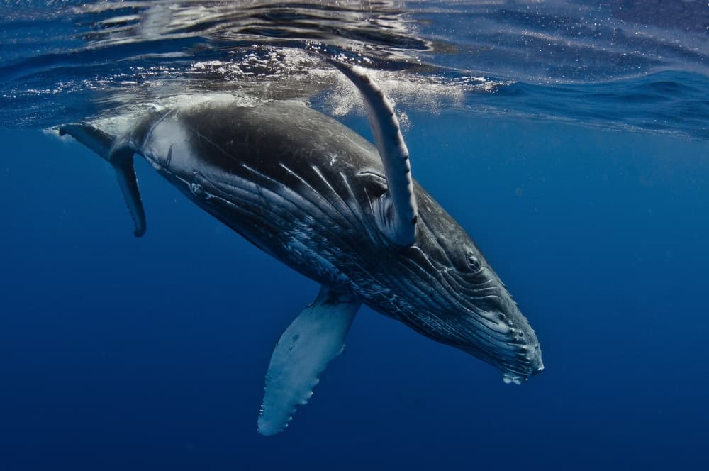 Humpback Whale Dive by Cédric Péneau — canvas wall art