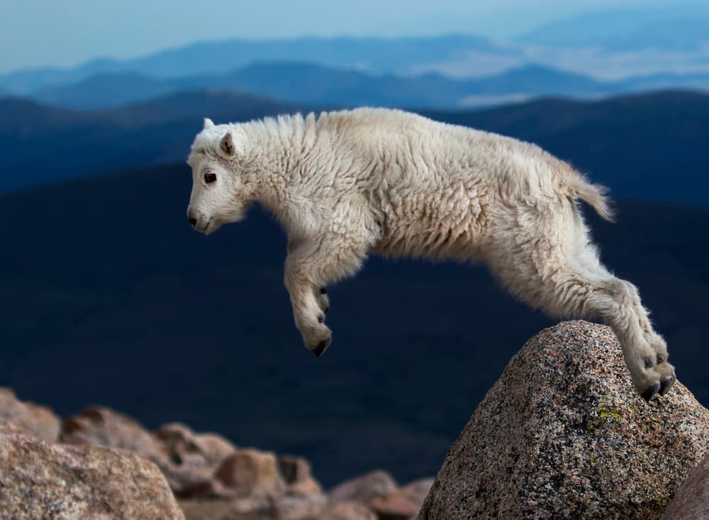 Leaping Mountain Goat by verdon — canvas wall art
