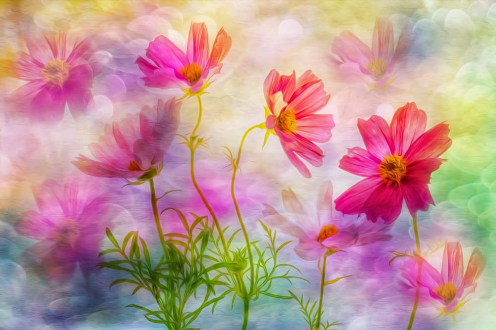 Dreamy Pink Cosmos by Hilda van der Lee — canvas wall art
