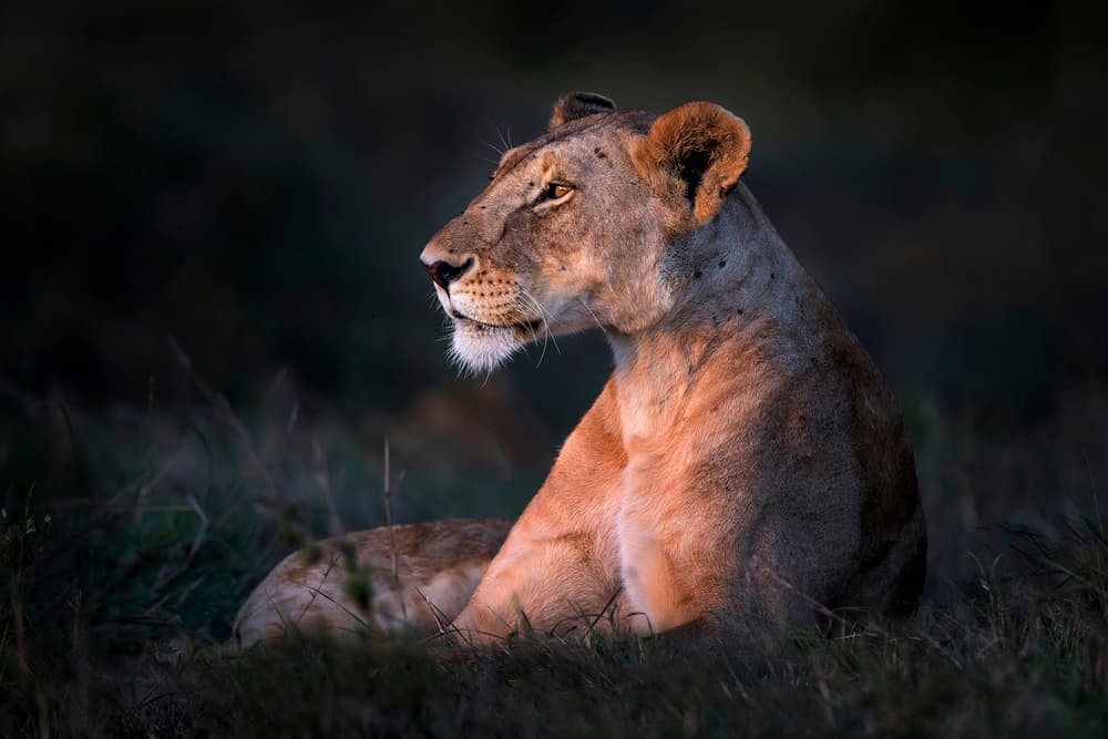 Golden Hour Lioness by Xavier Ortega — canvas wall art