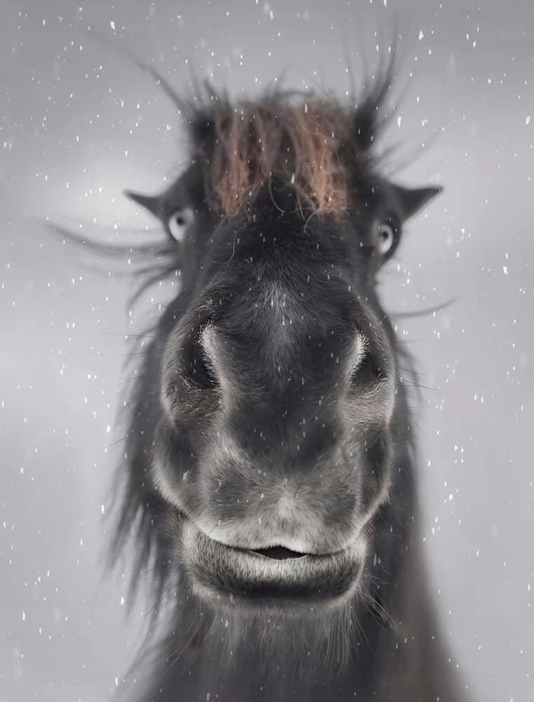 Shaggy Snow Horse by Larry Deng APA — canvas wall art