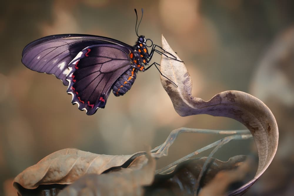 Regal Purple Butterfly by Jimmy Hoffman — canvas wall art