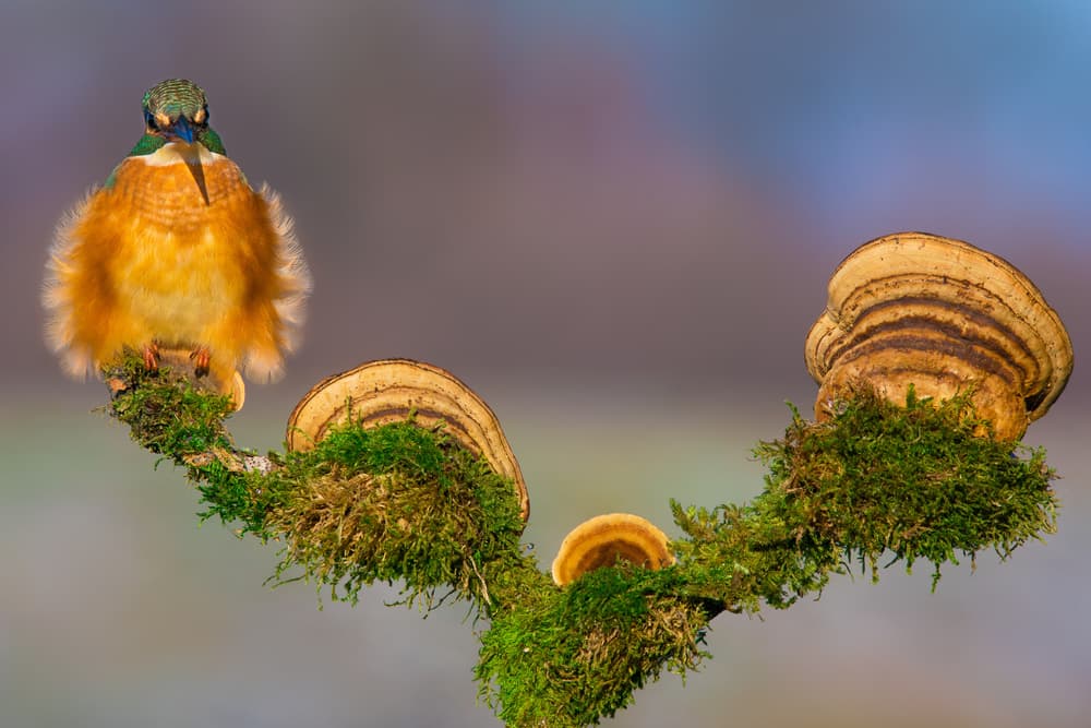 Fluffy Kingfisher Perched by Petar Sabol — canvas wall art