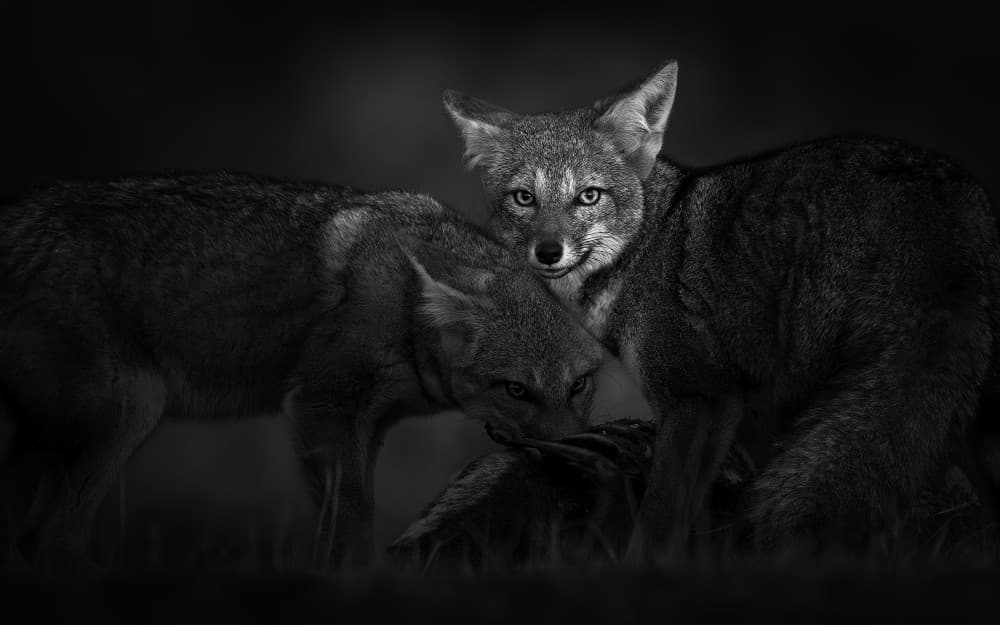 Intense Fox Gaze by Hung Tsui — canvas wall art