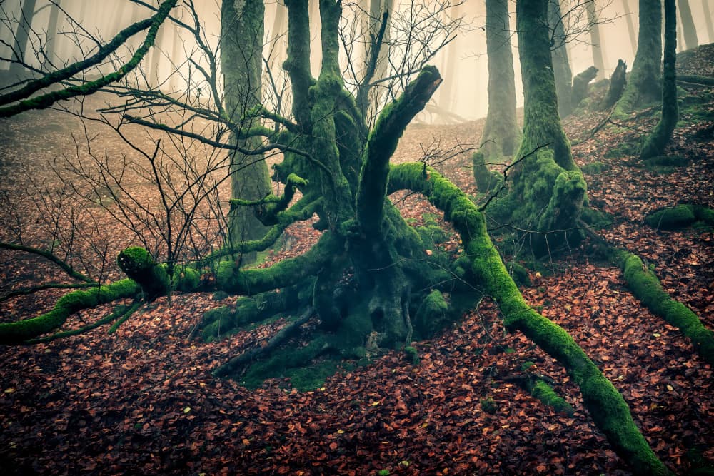 Gnarled Mossy Woods by Angel Villalba — canvas wall art