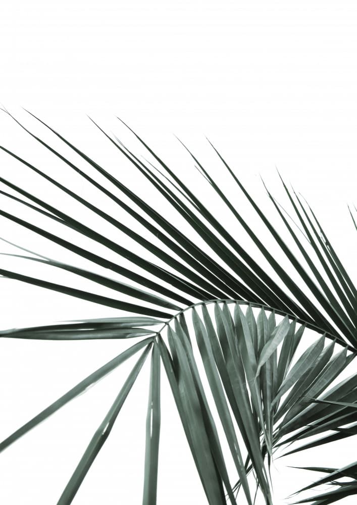 Tropical Elegance by Shot by Clint — canvas wall art