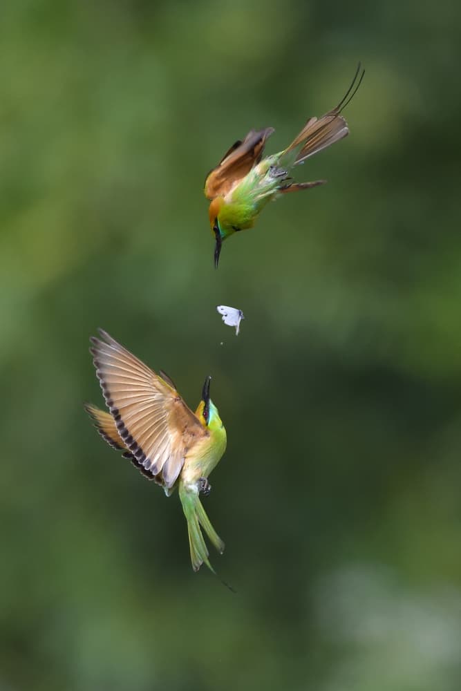Green Bee-Eaters Butterfly Chase by Phat Dao Tan — canvas wall art