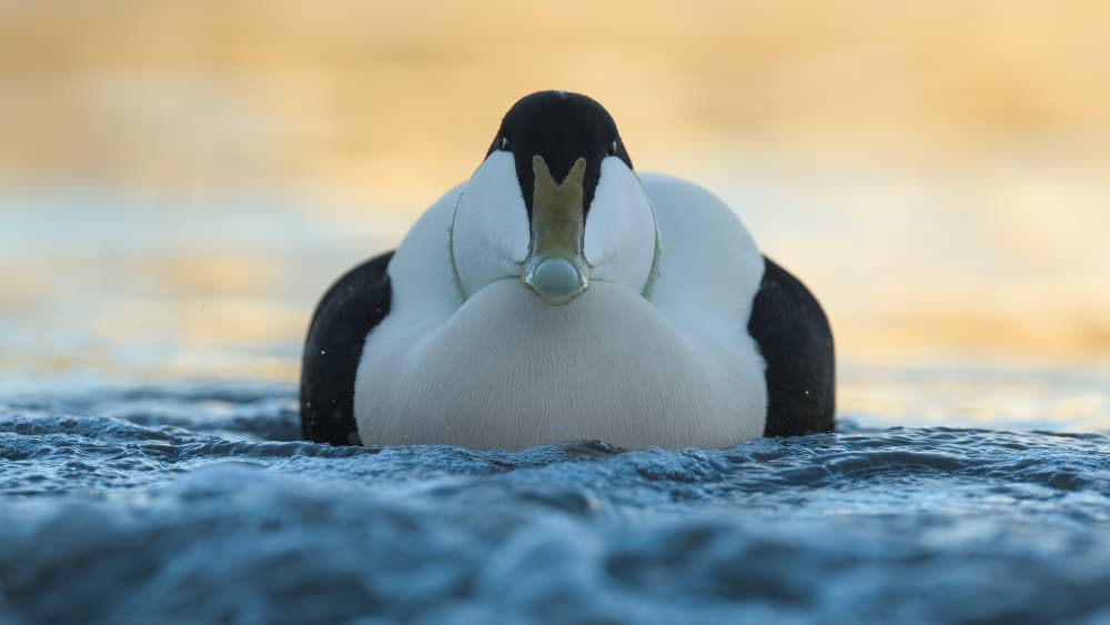 Golden Hour Eider by Adrian Błaszczyk — canvas wall art