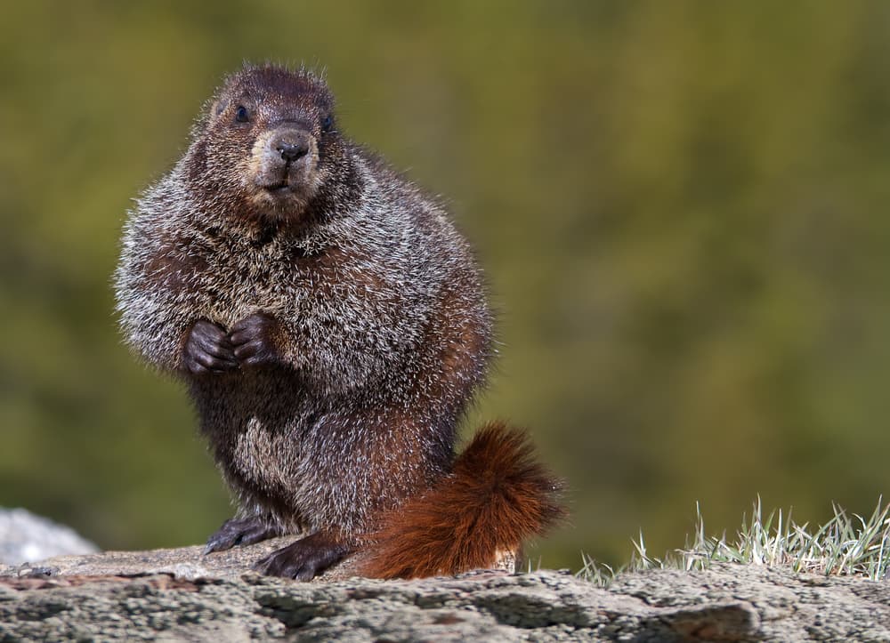 Alert Mountain Marmot by verdon — canvas wall art