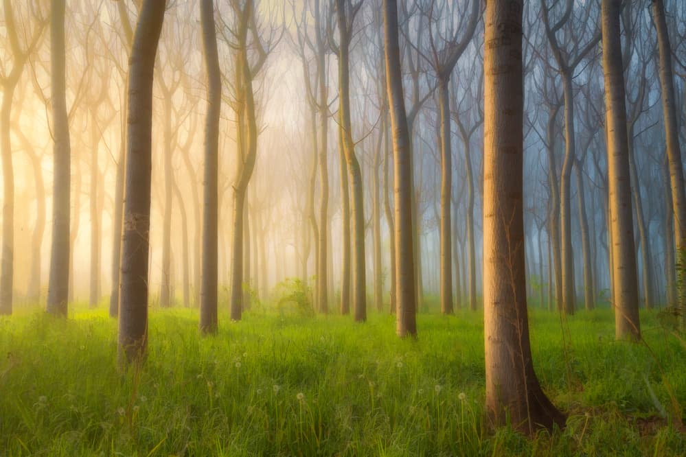 Misty Forest Light by Jingshu Zhu — canvas wall art