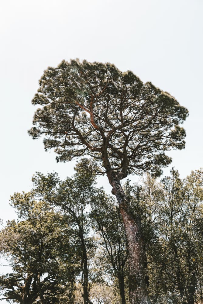 Majestic Tree Against Sky by Photolovers — canvas wall art