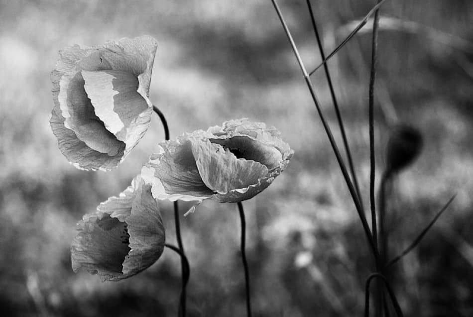 Delicate Poppies by Nicoleta Gabor — canvas wall art