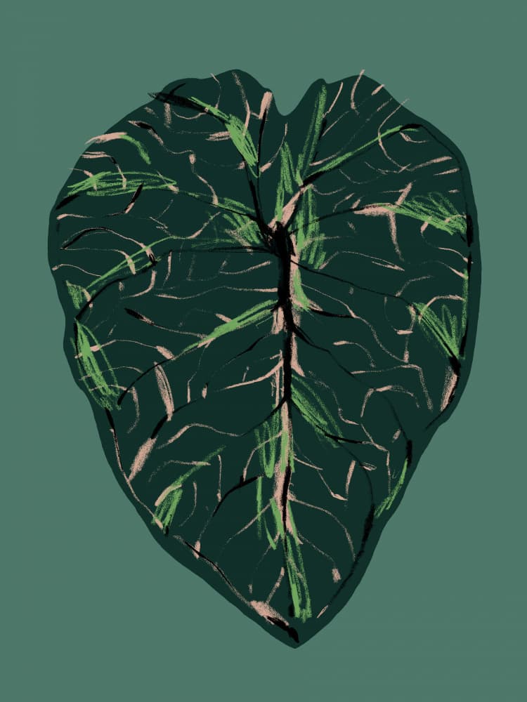Deep Green Botanica by Francesco Gulina — canvas wall art