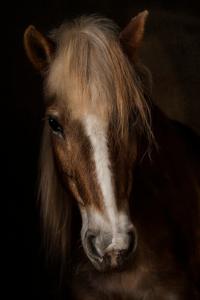 Majestic Horse Portrait by Martine Benezech — canvas wall art