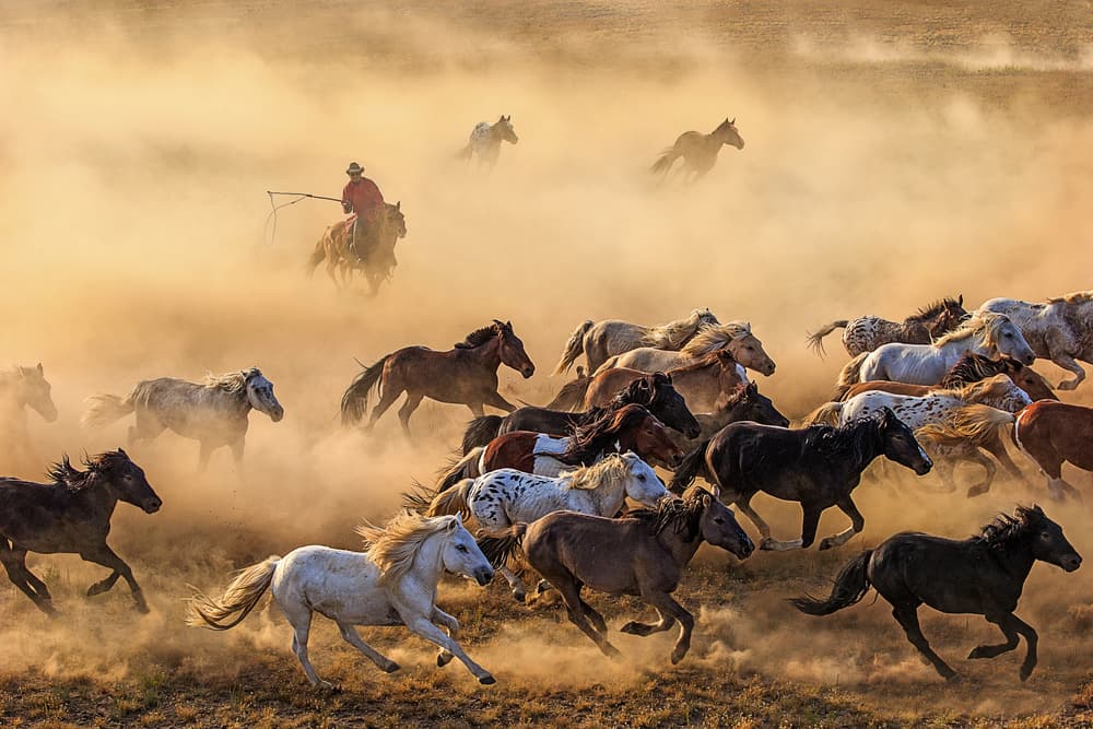 Wild Horses in Golden Dust by Adam Wong — canvas wall art