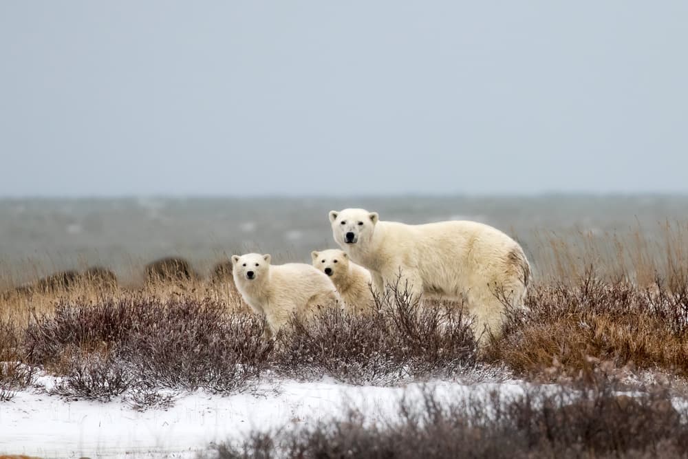 Wild Polar Family by Alessandro Catta — canvas wall art