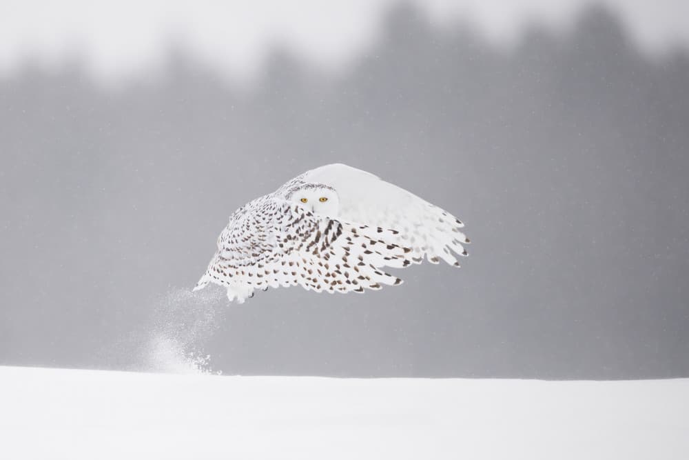 Snowy Owl Takes Flight by Marco Pozzi — canvas wall art