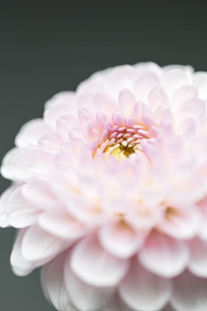 Soft Pink Dahlia by Pictufy Studio III — canvas wall art