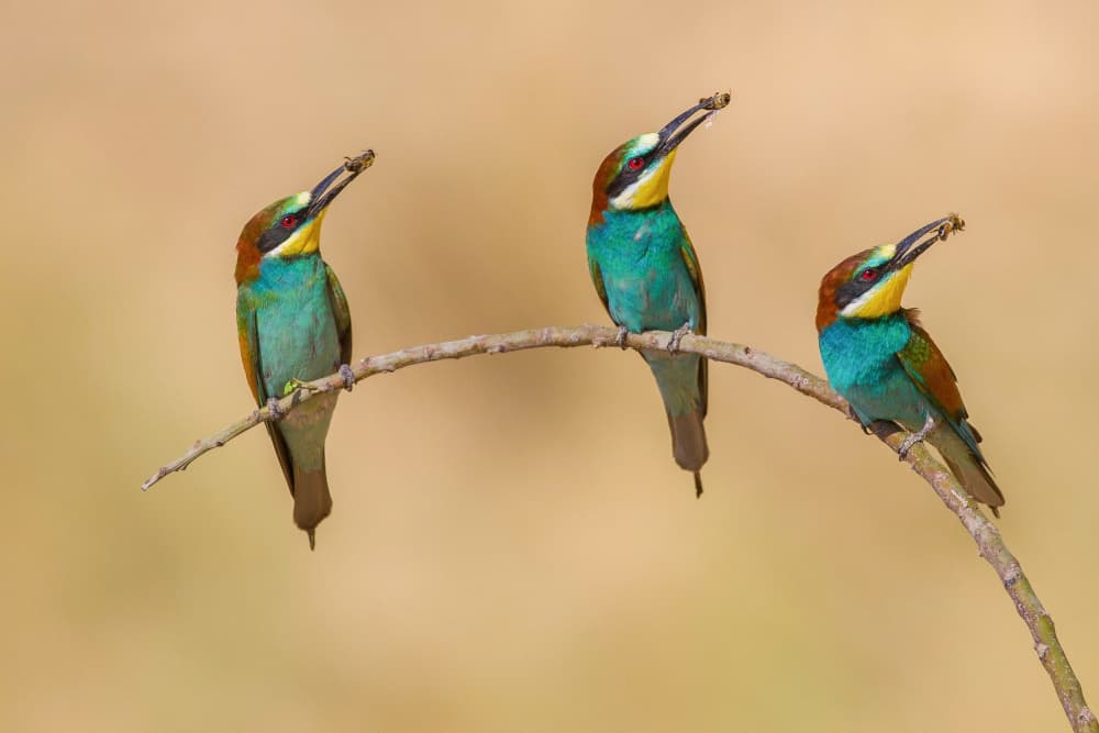 Vibrant Bee-eater Trio by David Manusevich — canvas wall art