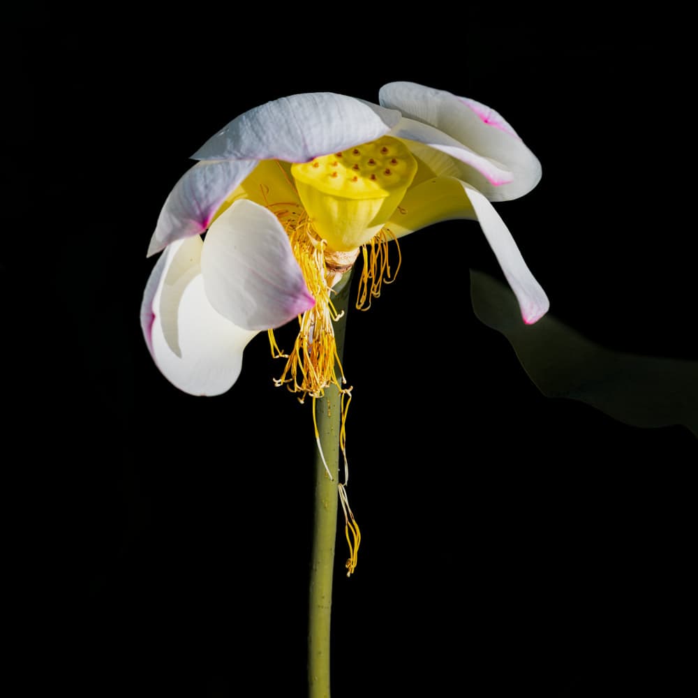 Fading Lotus Beauty by Chuanxu Ren — canvas wall art