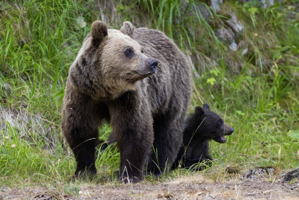 Brown Bear Family by Mircea Costina — canvas wall art