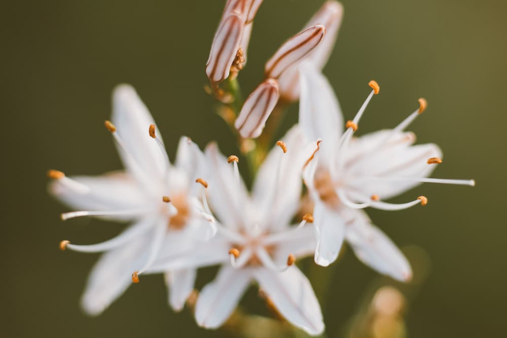 Delicate White Flowers by Javier Pardina — canvas wall art