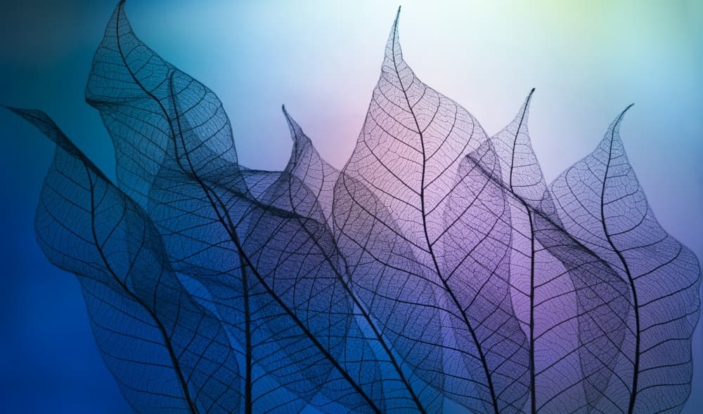 Ethereal Skeleton Leaves by Shihya Kowatari — canvas wall art
