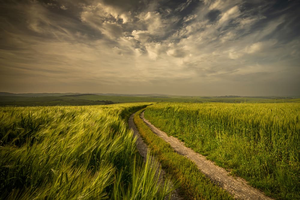 Winding Field Path by Isam Telhami — canvas wall art