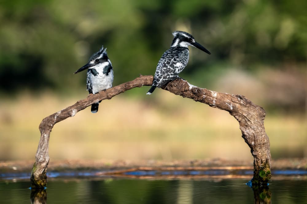 Pied Kingfisher Pair by Massimo Felici — canvas wall art