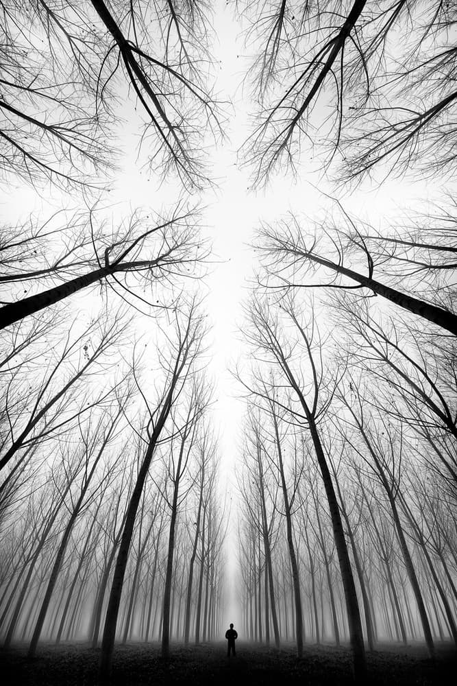 Lone Figure Foggy Forest by Marco Bizziocchi — canvas wall art