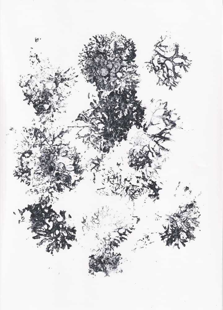 Organic Botanical Shapes