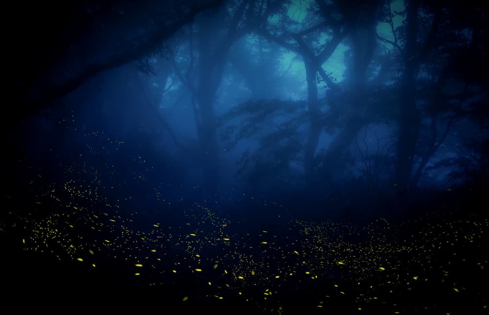 Misty Firefly Forest by Takafumi Yamashita — canvas wall art
