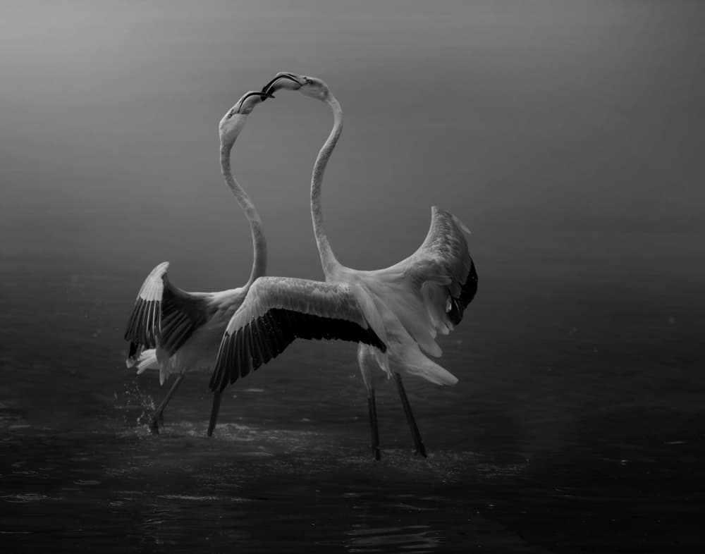 Flamingo Heart Dance by Krystina Wisniowska — canvas wall art