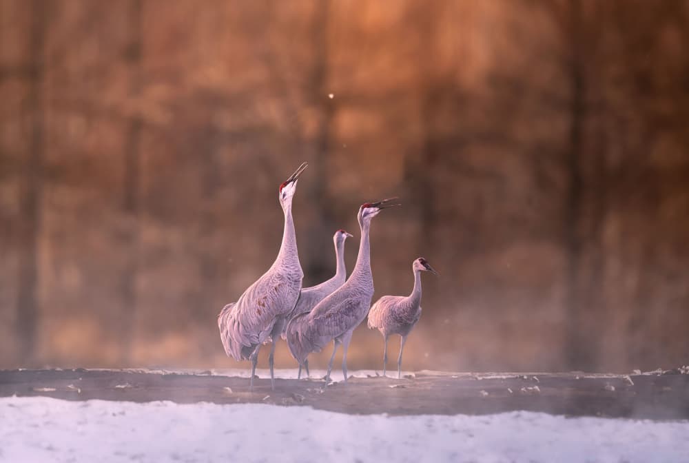 Misty Morning Cranes by Larry Deng APA — canvas wall art