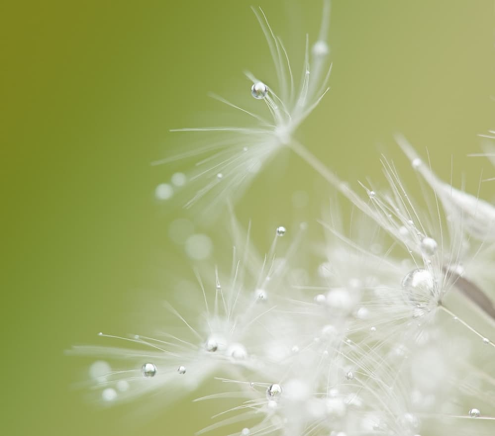 Dandelion Dew Drops