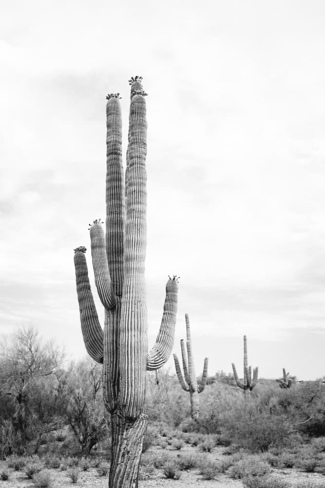 Saguaro B&amp;W by Kathrin Pienaar — canvas wall art