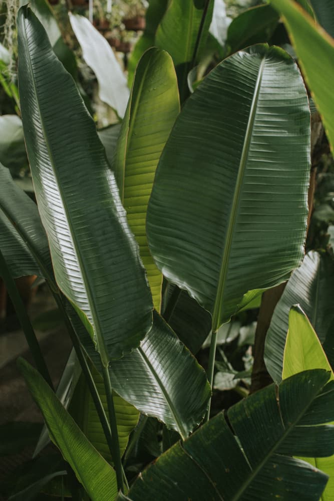Lush Tropical Leaves by Claudia Casal — canvas wall art