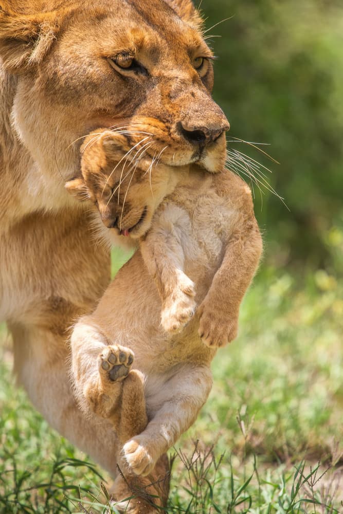 Maternal Lioness Carrying Cub by Mohammed Alnaser — canvas wall art