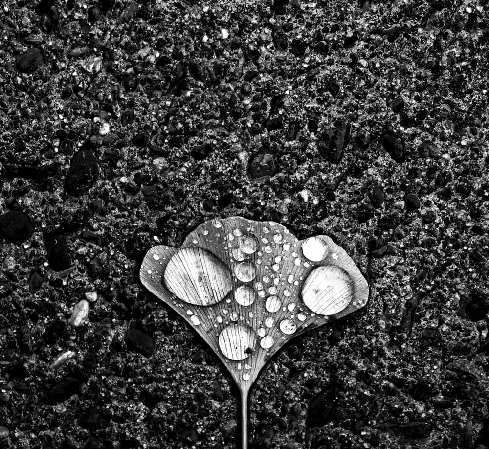 Ginkgo Leaf Water Drops by Jian Wang — canvas wall art