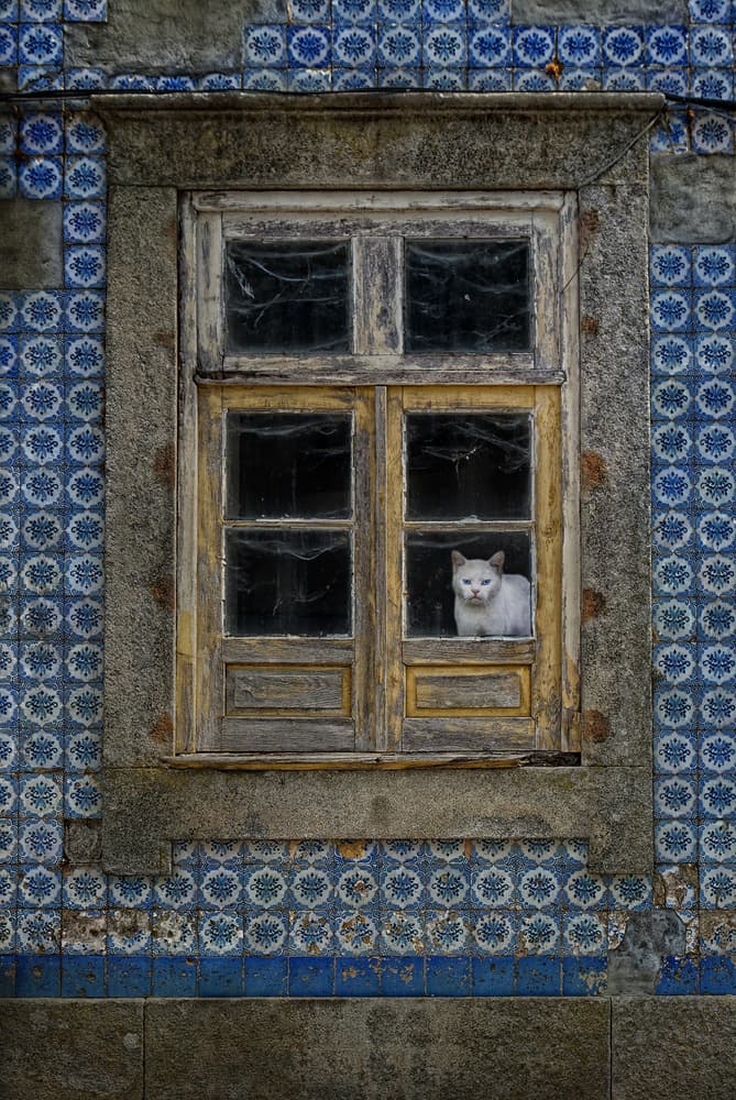 Curious Cat Old Window by Jose C. Lobato — canvas wall art