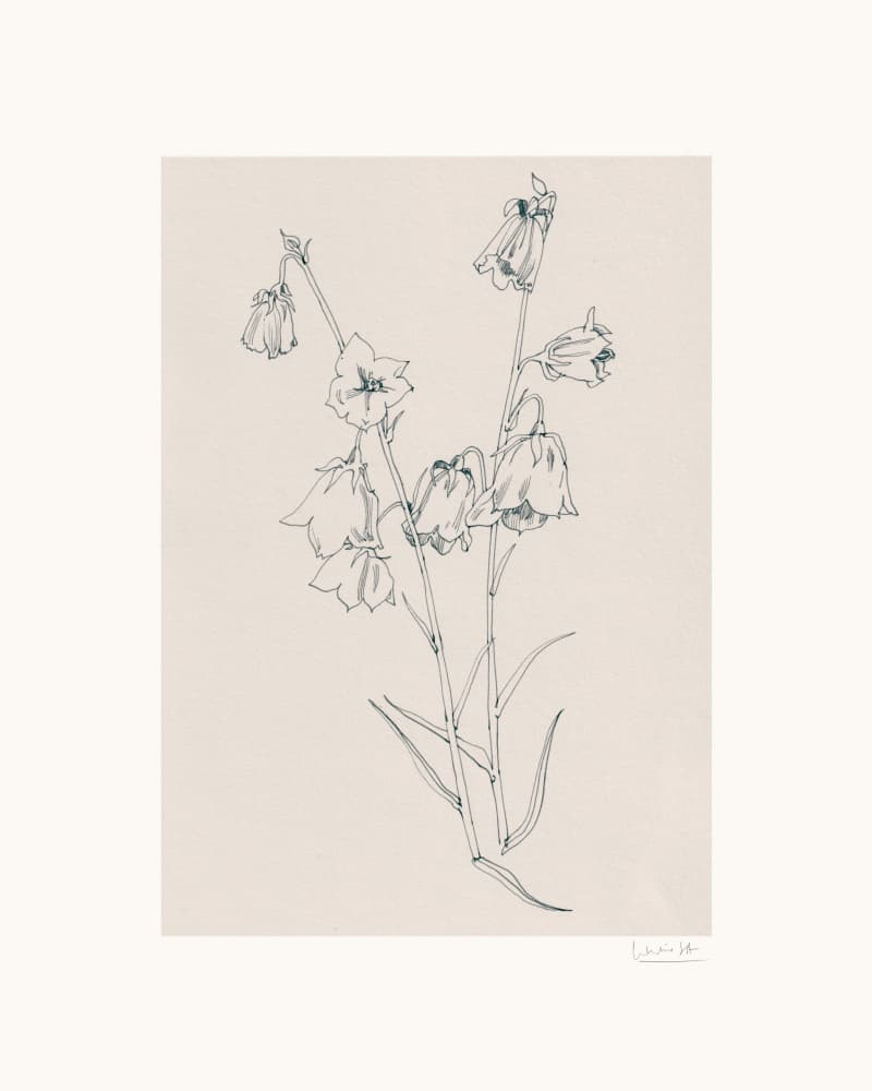 Delicate Bellflowers Drawing