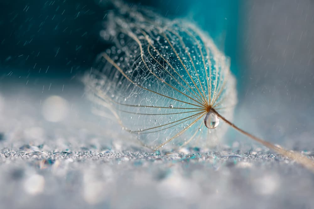 Dandelion Rain Drops by Rina Barbieri — canvas wall art