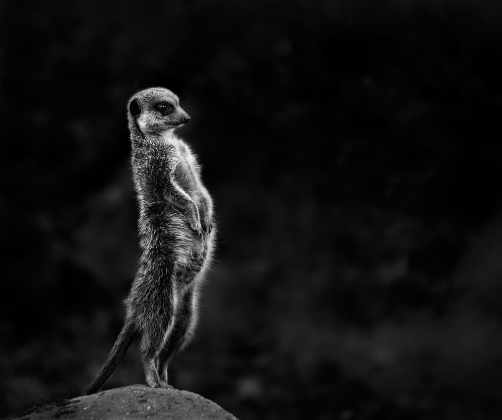 Watchful Meerkat Standing by Greetje van Son — canvas wall art