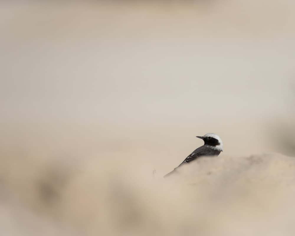 Serene Desert Bird by Bassant Meligy — canvas wall art