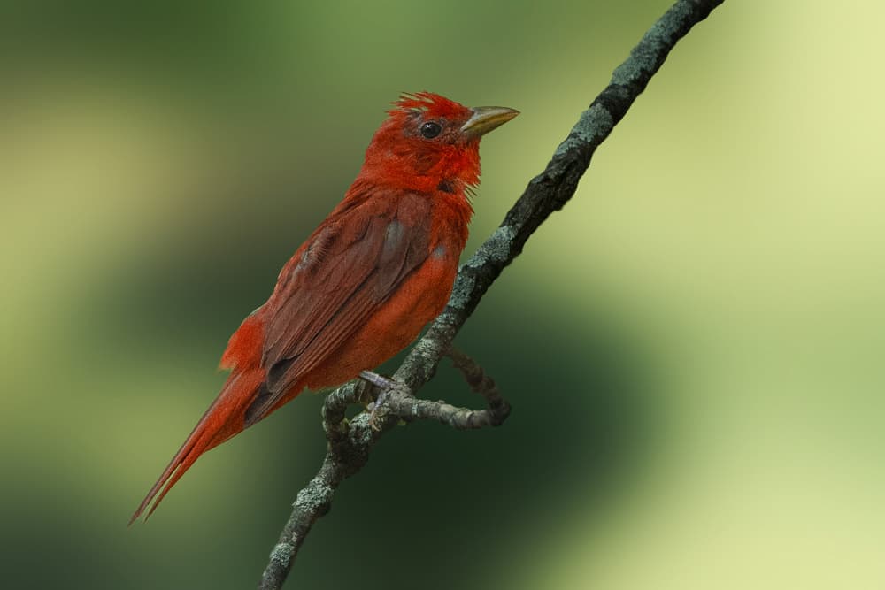 Vibrant Red Tanager by Robert Zhang — canvas wall art