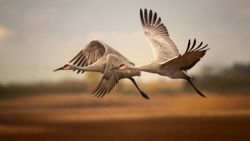 Sandhill Cranes Flying by Joan Zhang — canvas wall art